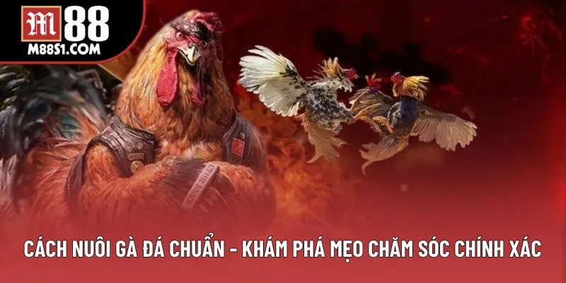 Cách Nuôi Gà Đá Chuẩn - Khám Phá Mẹo Chăm Sóc Chính Xác